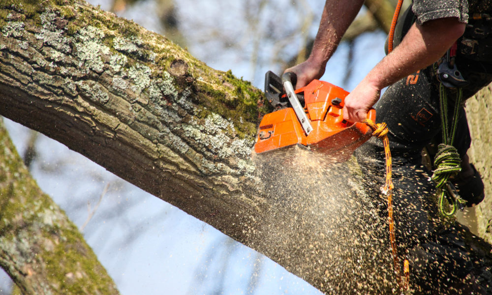 Tree Removal Melbourne