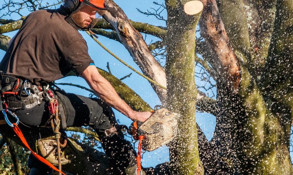 Tree Removal Adelaide Hills