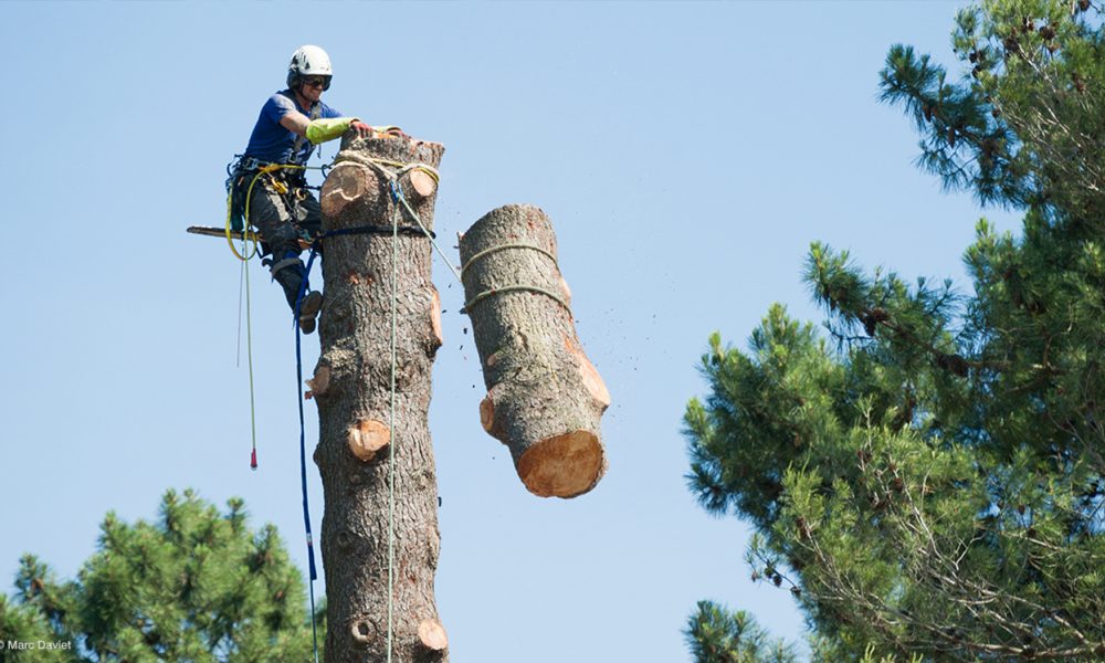 Tree Removal Adelaide Hills