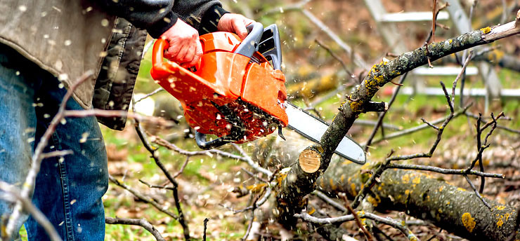 Tree Removal Adelaide