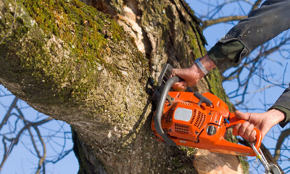 Tree Removal Adelaide