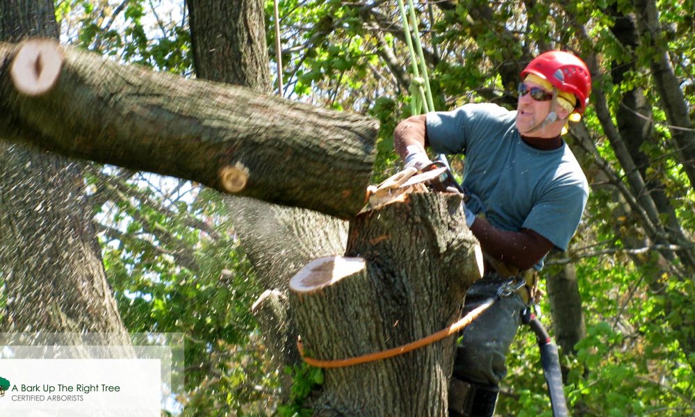 Tree Removals