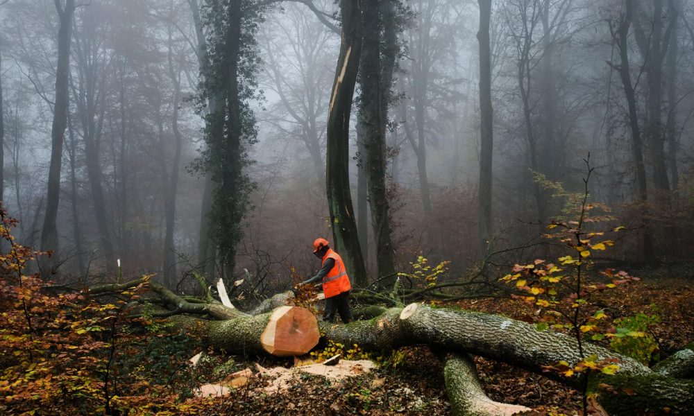 Tree Removal Ferntree Gully