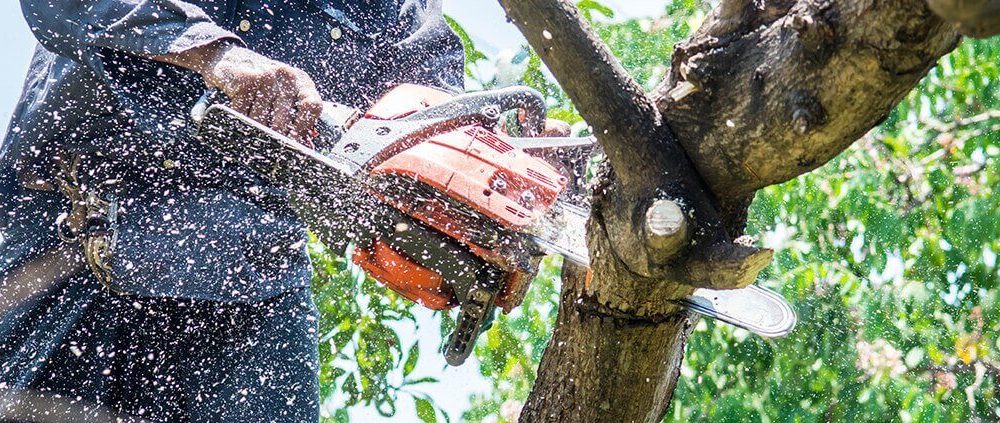 Tree Removal Adelaide