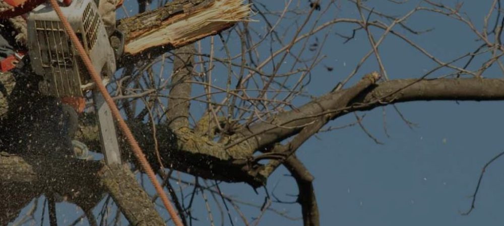 What should You Know About Tree Removal?