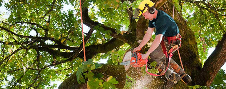 Casino Tree Lopping