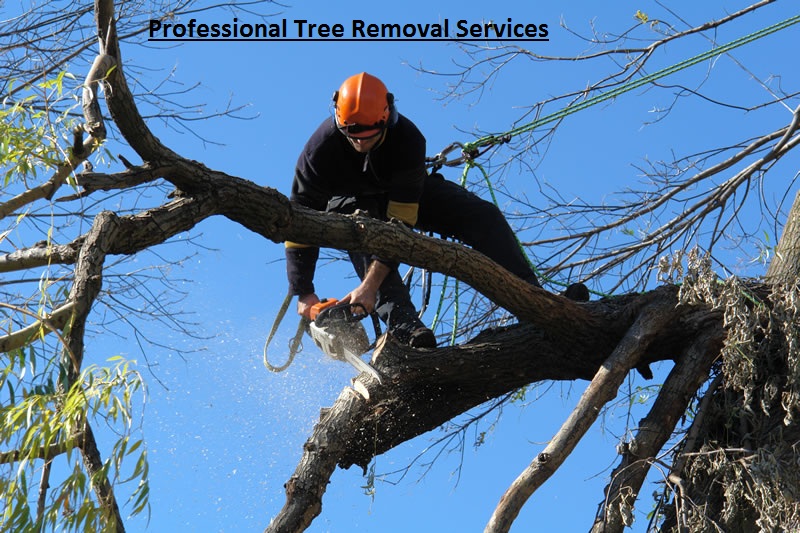 Tree Removal Glen Waverley