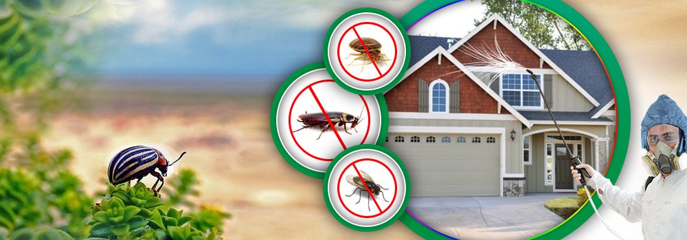 expert pest control Melbourne