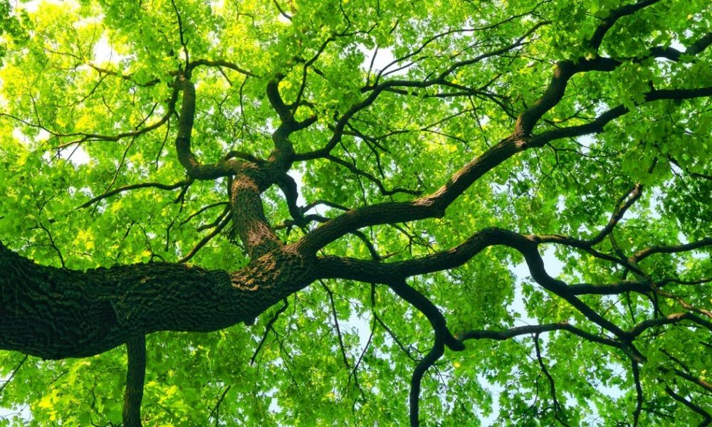 Tree Cutting Adelaide