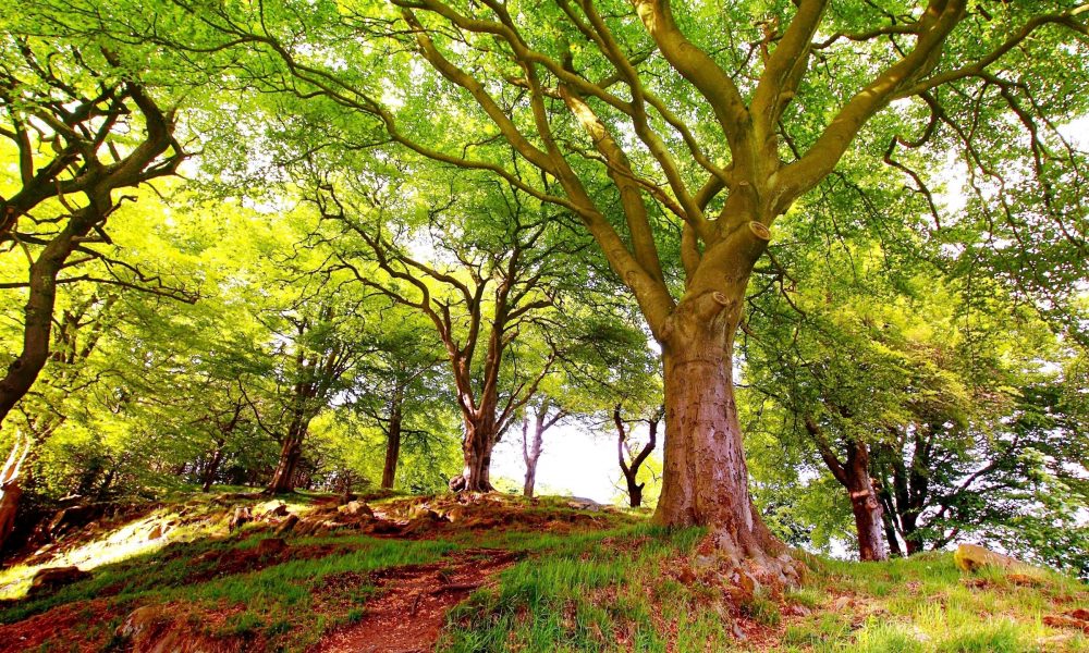 Professional Tree Removal Adelaide