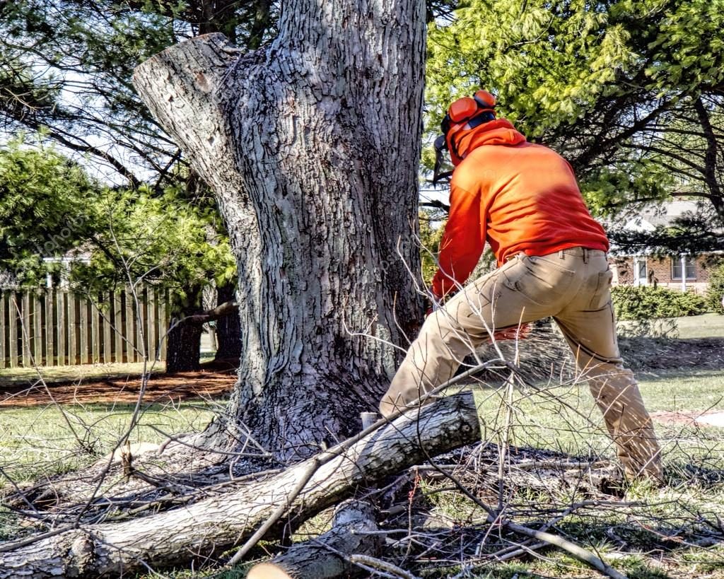 Tree Cutting Adelaide