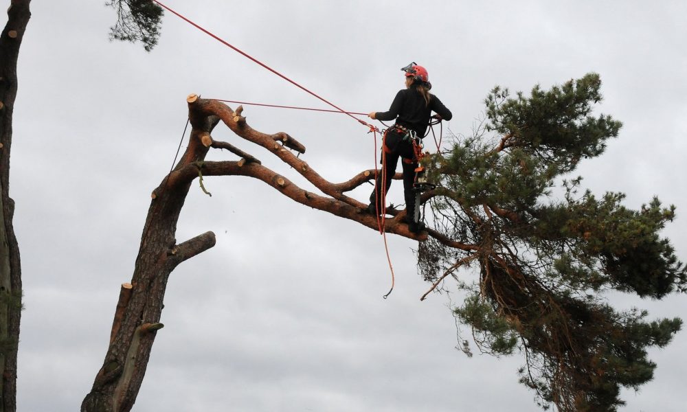 arborist Melbourne