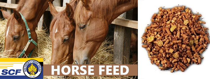 What active ingredients to look for in a horse feed balancer?