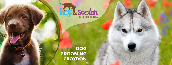 Dog Grooming Croydon