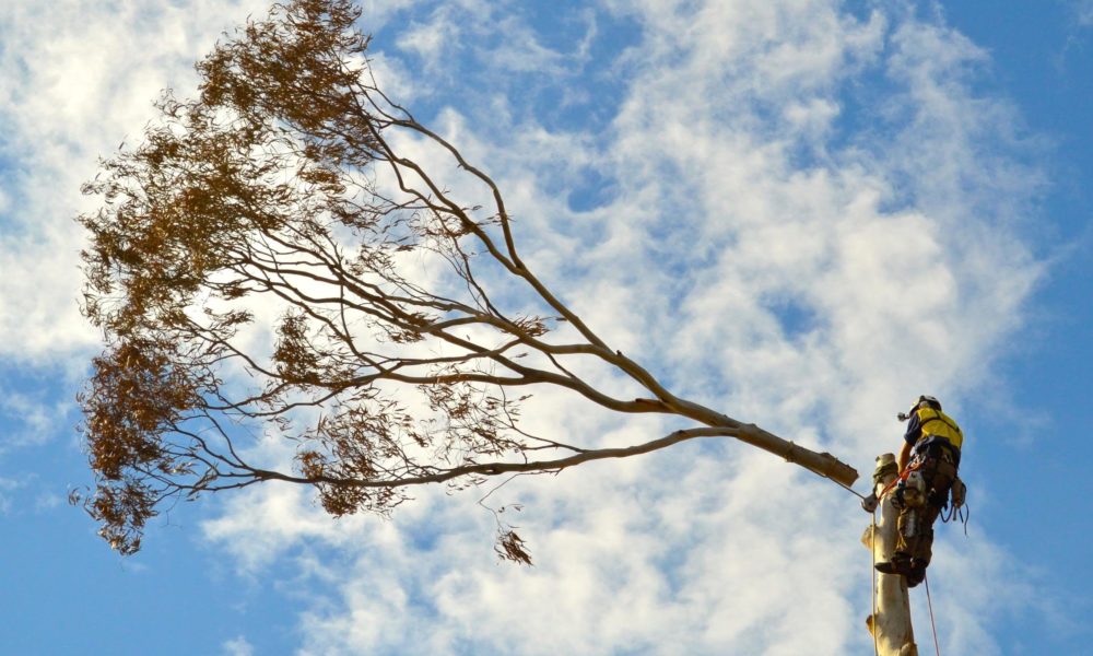 Why is it important to have Tree Pruning Adelaide?