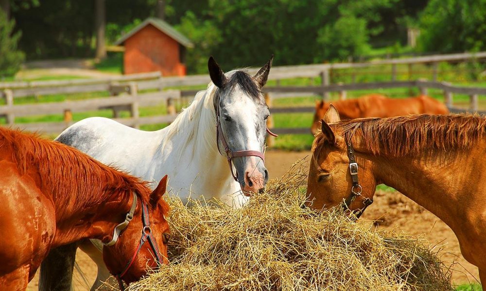 How to feed your horse nutrition food? – Guidelines