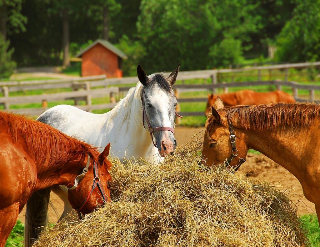 Horse Nutrition Worksheets