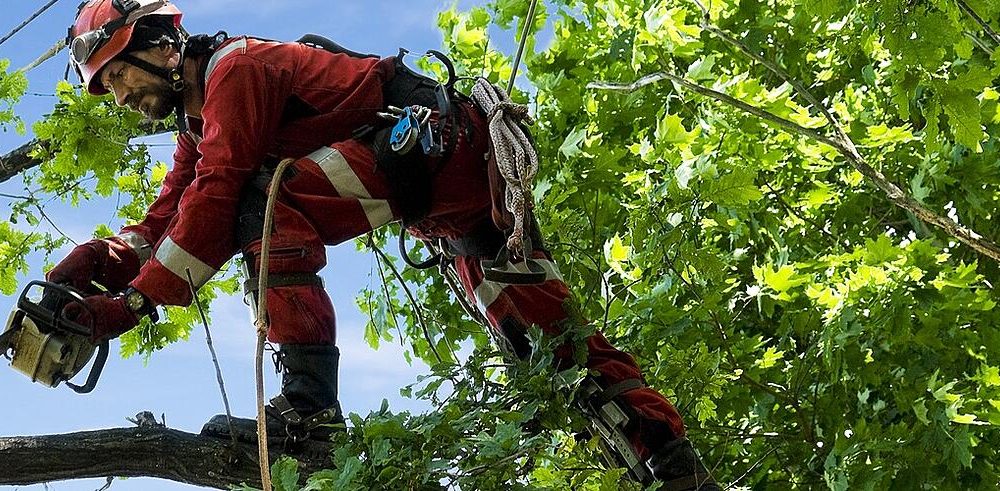 Tree Removal Adelaide Hills