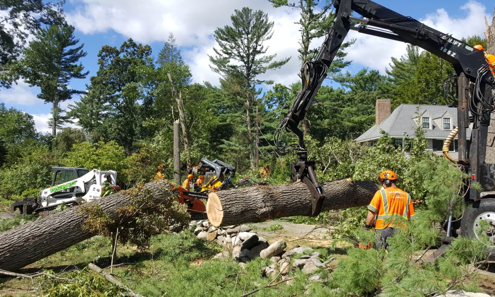 Tree Removal Melbourne