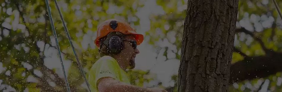 Tree Removal Melbourne