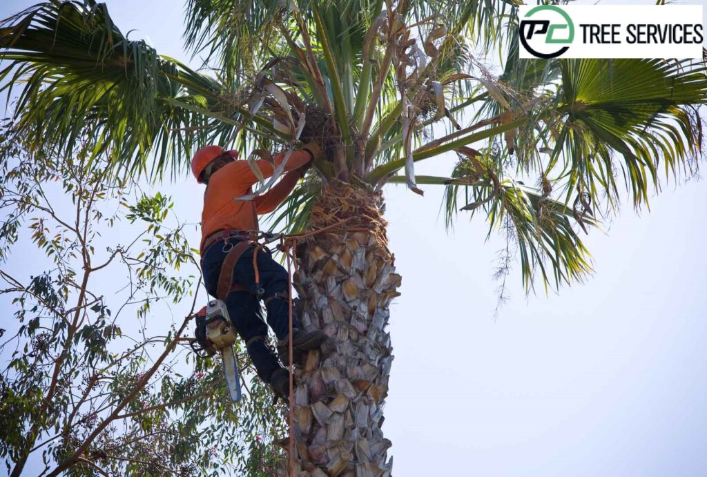 Important Leads To Know If Your Arborist Is Comprehensive Enough